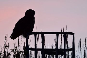 Eurasian Eagle Owl ( Bubo bubo ) perched over the fields on a lookout, silhouetted against pink colo van wunderbare Erde