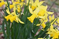 Narcisssen