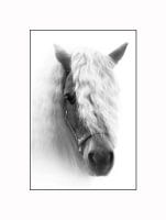 shetlander art