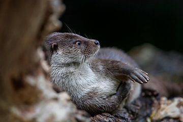 European otter (Lutra lutra) by Dieter Meyrl