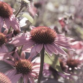 Purple Cone Flower in Autumn