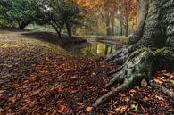 Herbstfarben im Wald von C mansveld Miniaturansicht