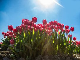 Tulips red pink by Berend Drent