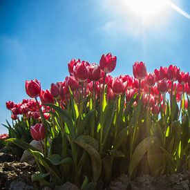 Tulpen rot rosa von Berend Drent