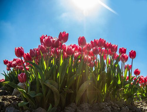 Tulipes rouges roses sur Berend Drent