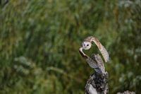 Barn owl