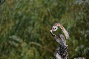 Barn owl