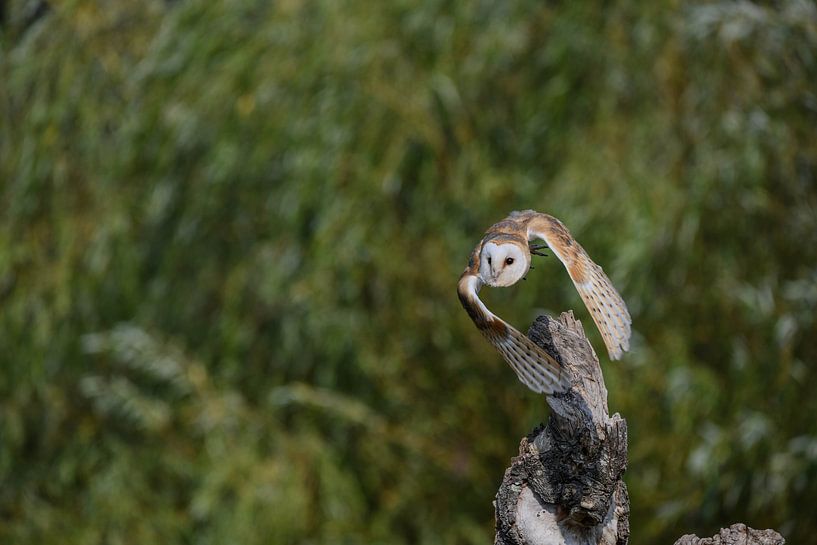 Barn owl by Erik Ramaker den Ouden