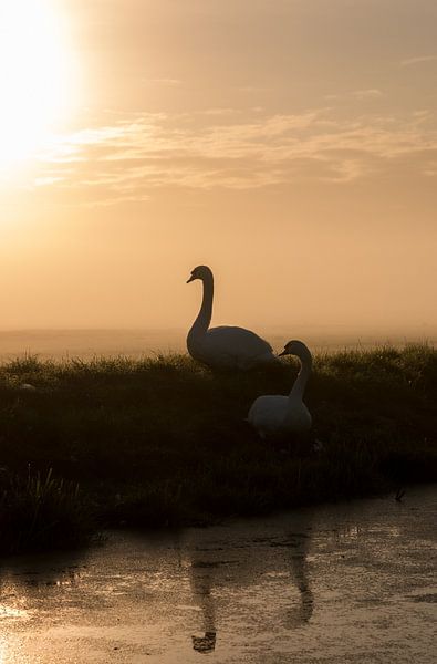 Zwanenstel by Wilco Schippers