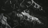 Herten schedels liggend in het gras - Grijze Schedel van Jakob Baranowski - Photography - Video - Photoshop thumbnail