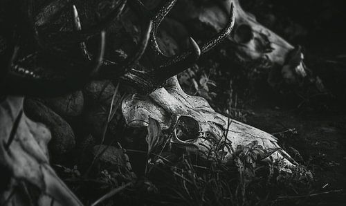 Deer skulls lying in the grass - Grey Skull