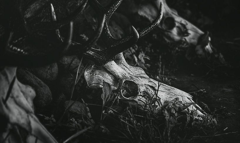 Herten schedels liggend in het gras - Grijze Schedel van Jakob Baranowski - Photography - Video - Photoshop
