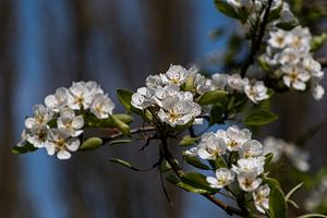 Weiße blüte
