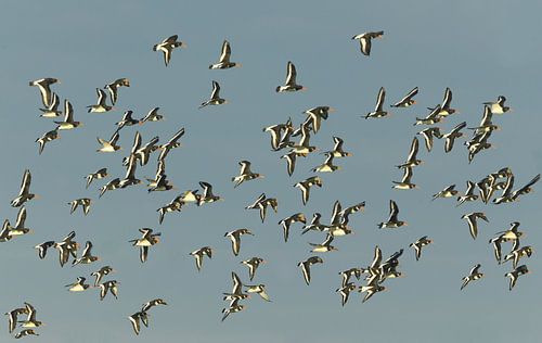 Dans van de scholeksters