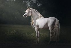 Kunstporträt eines weißen andalusischen Hengstes