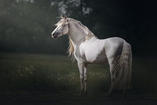 Fineart portret van een witte Andalusische hengst
