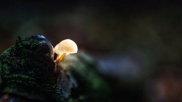 Glänzende Pilze im dunklen Speulderbos.