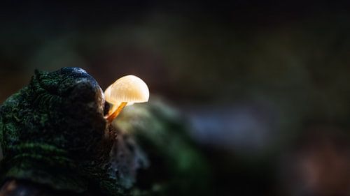 Luminous mushrooms in dark Speulder forest.