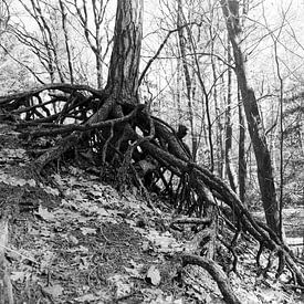 Verwurzelt von Geert Van Baelen