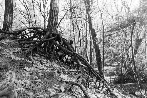 Geworteld van Geert Van Baelen