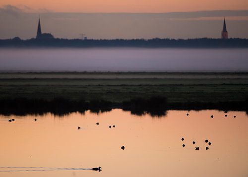 Canards au coucher du soleil