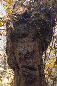 Gesicht im Baum im Nebelwald, ein schönes Weltwunder