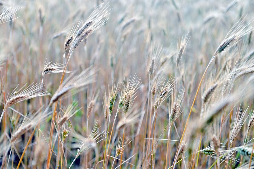 Zomers graanveld met gerst in Bollmannsruh van Silva Wischeropp