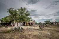 Olive tree