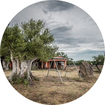 Olive tree van Lex Scholten