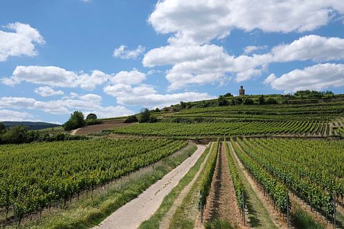 Vineyard in the German wine region Palatinate by Lensw0rld
