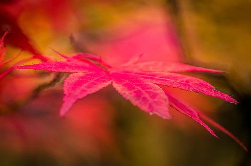 Maple leaf