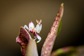 Photo of a young orchid mantis
