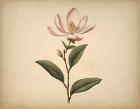 Oriental flower