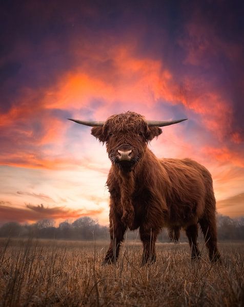 Scottish Highlander by Karel Ton