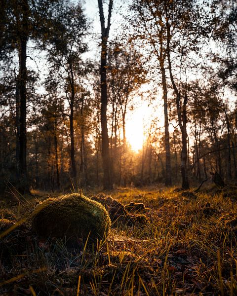 Sunset forest at Arnhem . by iwan faber