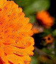 Orange Water Druppels Pt I van Alex Hiemstra thumbnail