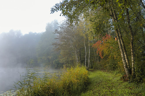 Shoreline landscape of Schwackenreuter Seen at the end of October with fog
