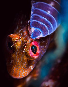 UNDERWATER ART - PARASIET van LISA DC