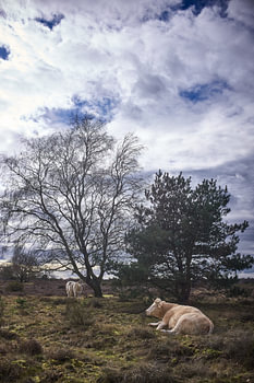 Bovins sauvages, lande de Hoorneboegse, Hilversum