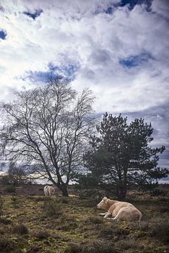 Wilde runderen, Hoorneboegse heide, Hilversum van André Bouterse