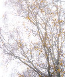 Golden Silence – Misty tree branches with golden leaves | Soft minimalist nature photography by Gertinez Gallery