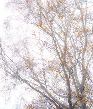 Golden Silence – Mistige boomtakken met gouden bladeren | Zachte minimalistische natuurfotografie