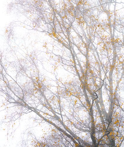 Golden Silence – Misty tree branches with golden leaves | Soft minimalist nature photography