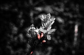 Jonge bladeren sur Jane Changart