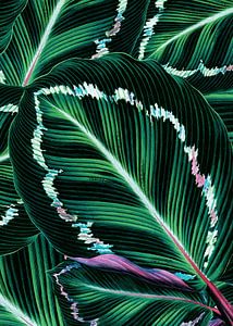 FEUILLES VERTES TROPICALES MOTIF-1