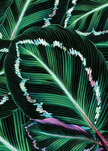 TROPISCH GROEN BLADPATROON-1