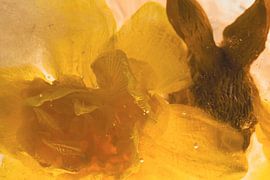 Daffodil with Easter bunny in ice 1 by Marc Heiligenstein
