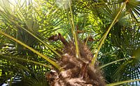 Palm tree in summer