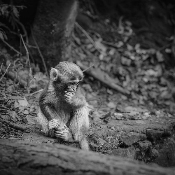 Baby monkey by Piedro de Pascale
