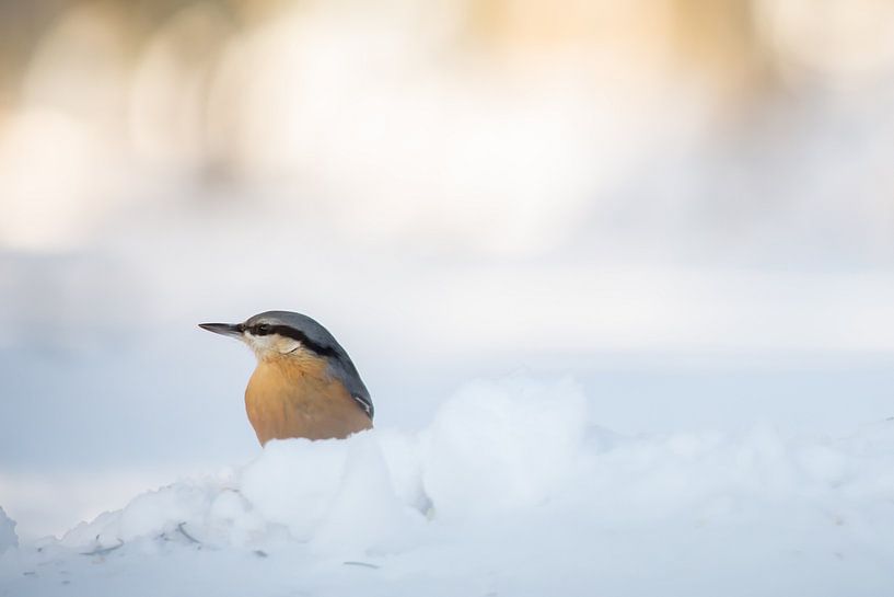 Boomklever in de sneeuw van Aukje Ploeg